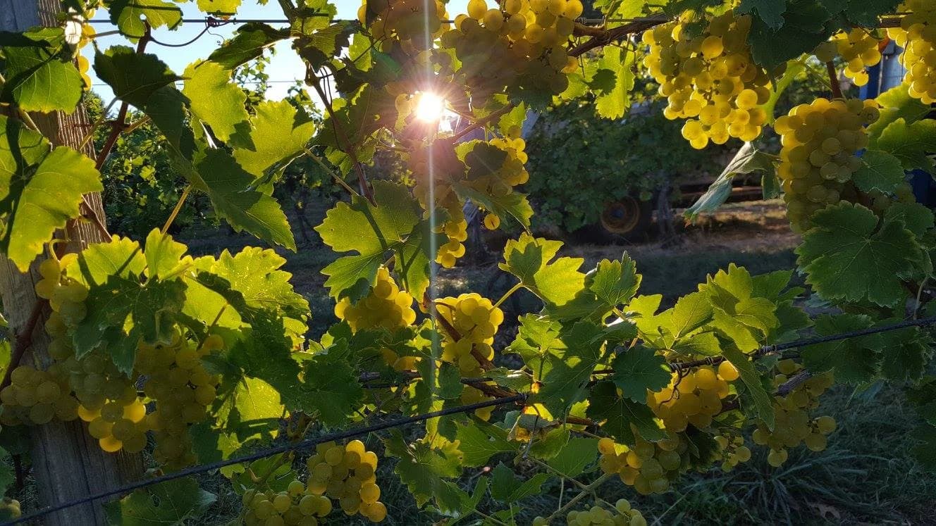 Casa Larga Vineyards