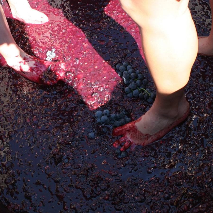 Bare feet stomping grapes