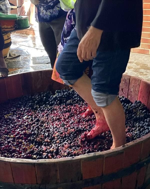 Grape stomping in the barrel