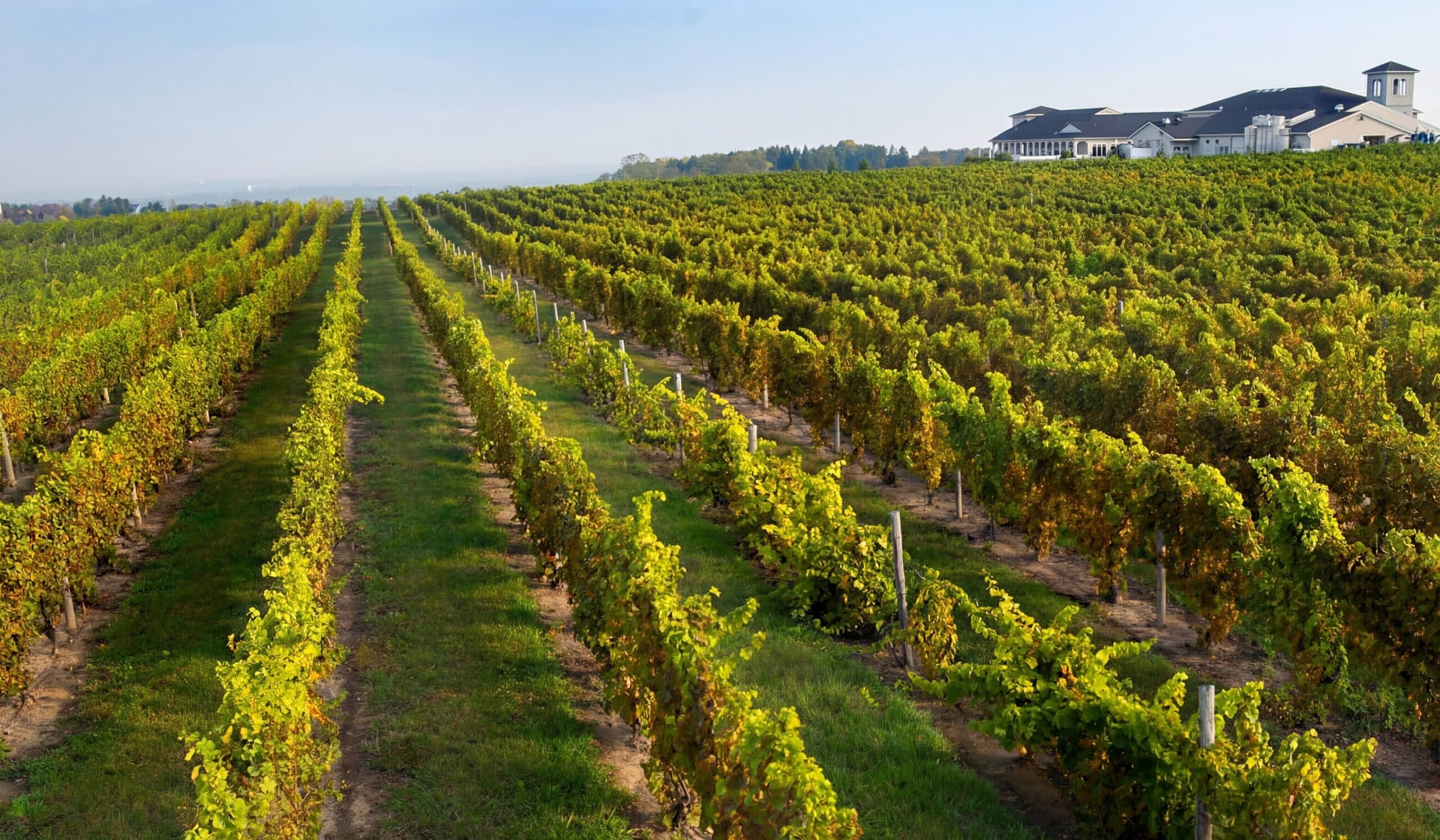 Casa Larga Vineyards aerial view