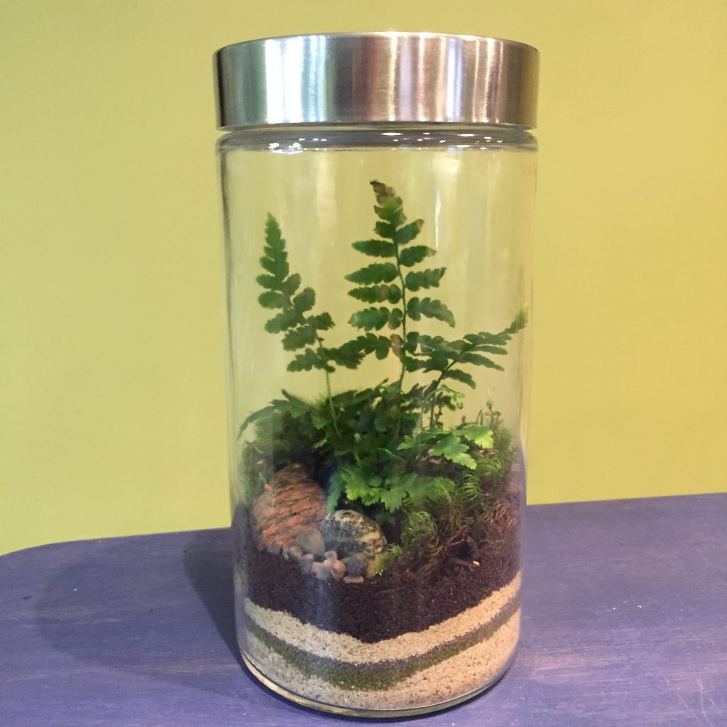 Sip & Plant: Adult Terrarium Workshop - Casa Larga